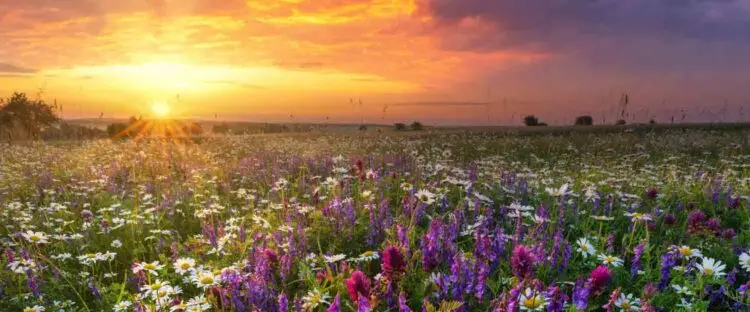 Field of Flowers in a sunrise